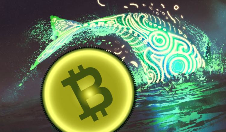 Balinalar Borsalara Bitcoin Yığıyor