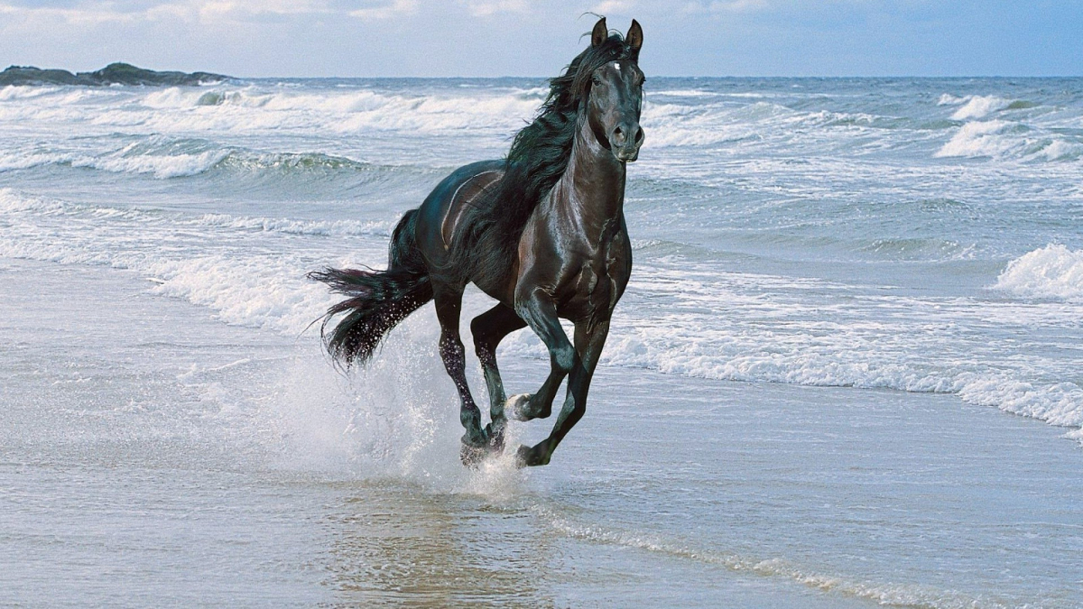 black horse running along the shore