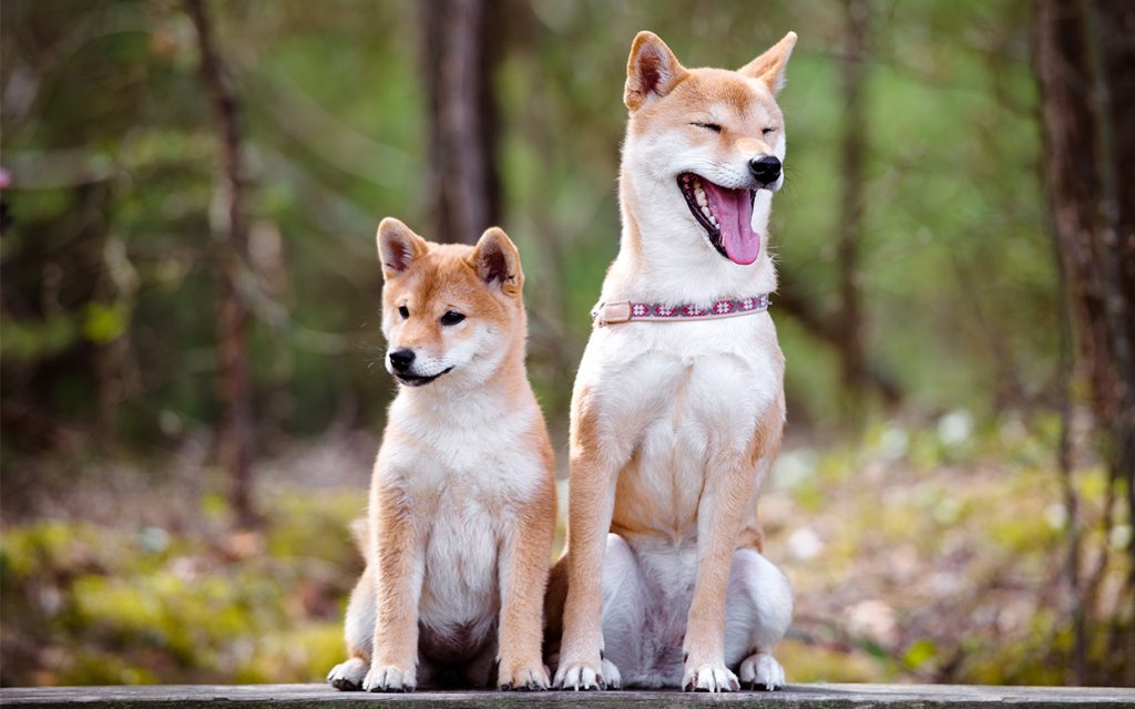 Analistten DOGE ve SHIB Tahmini: