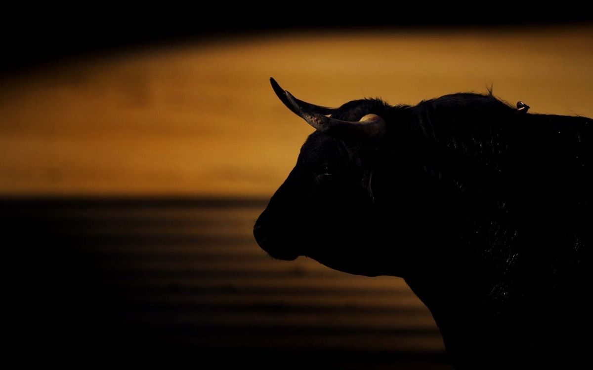 bull wallpaper 3