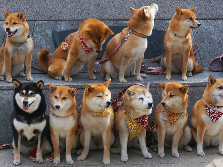 Yatırımcı: Kripto Paraların Pets.com'u SHIB!