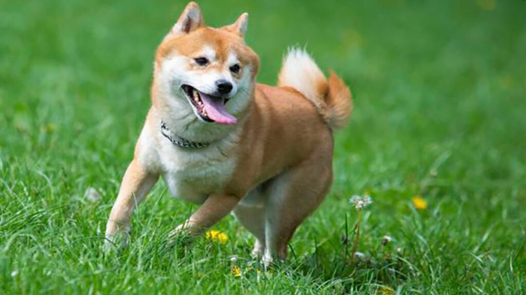 Shiba Inu