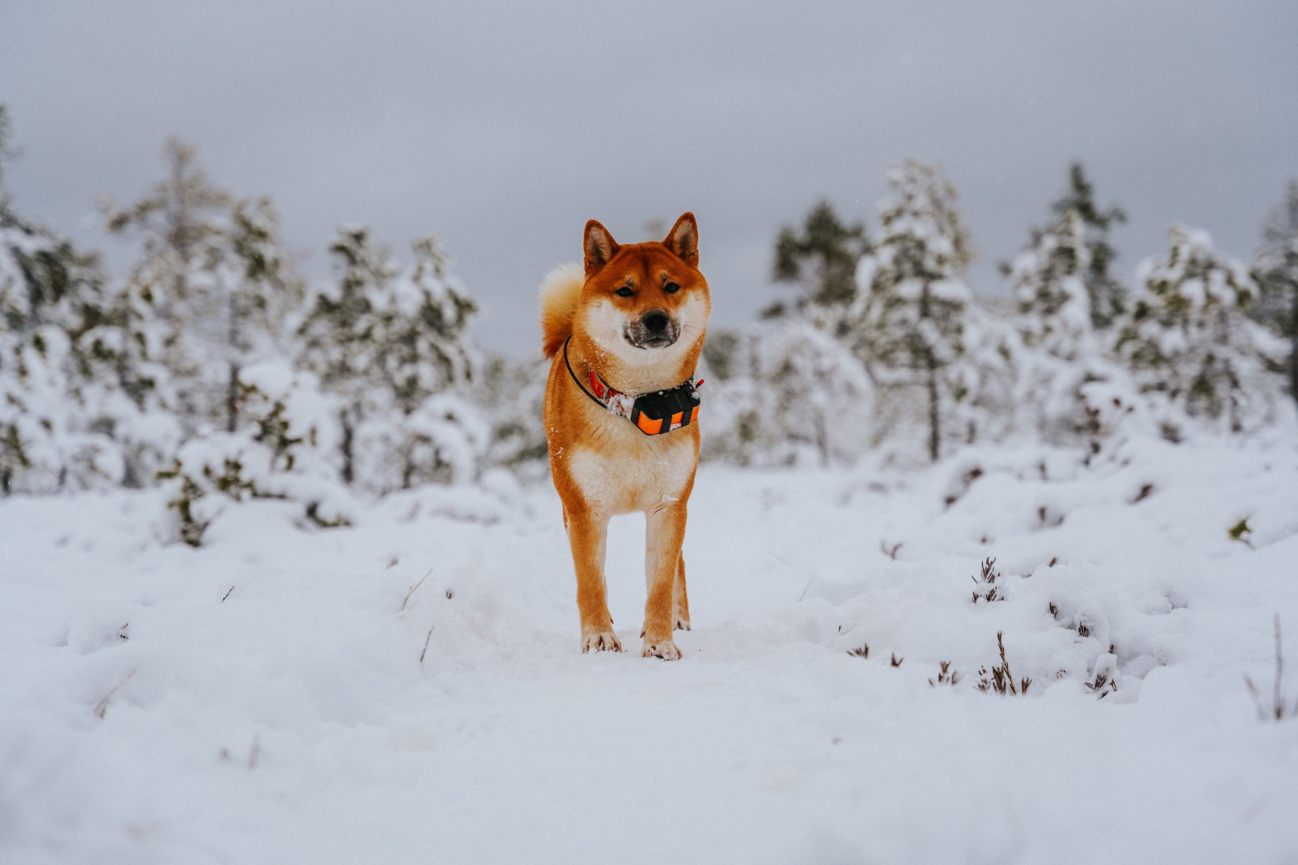 shiba1-scaled.jpg