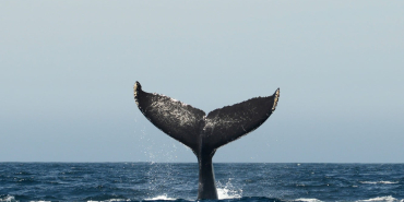 whale humpback whale fluke 1