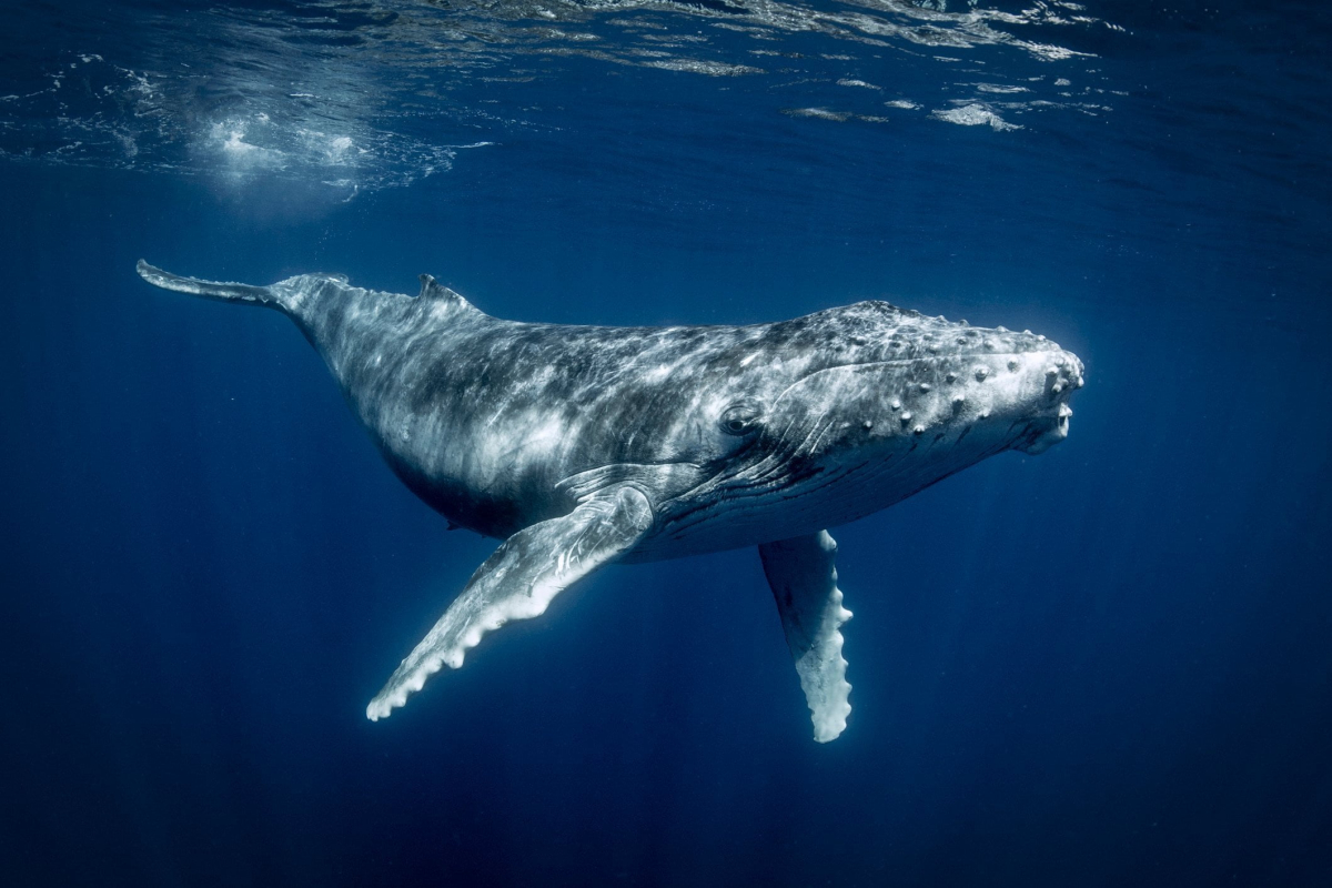 anonim balina yaklasik 500 milyon xrp transfer etti