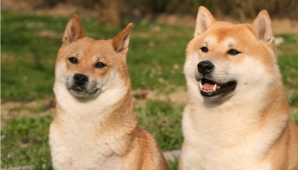 3 Analist: Shiba Inu ve DOGE'de Bu Seviyeleri Bekleyin!
