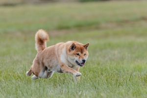 shiba inu dog running in the field alektas Pixabay