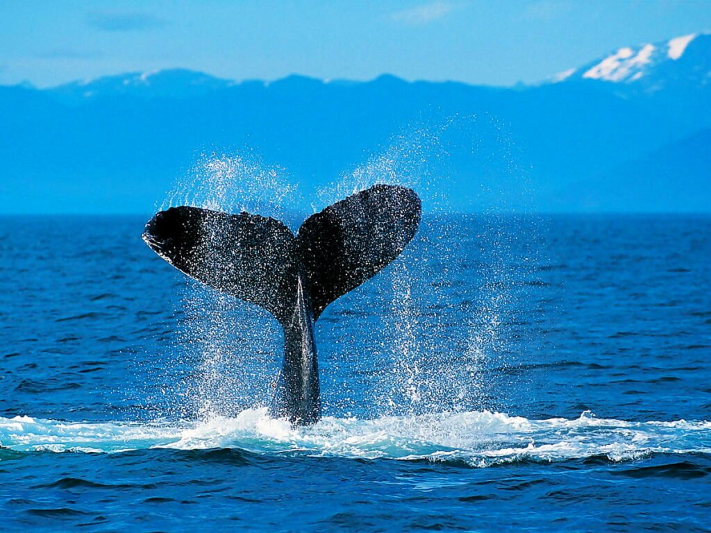 whale animals ocean sea wallpaper
