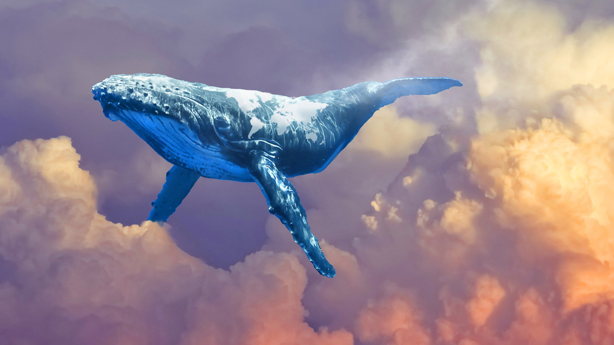 World Whale Watching in the Clouds