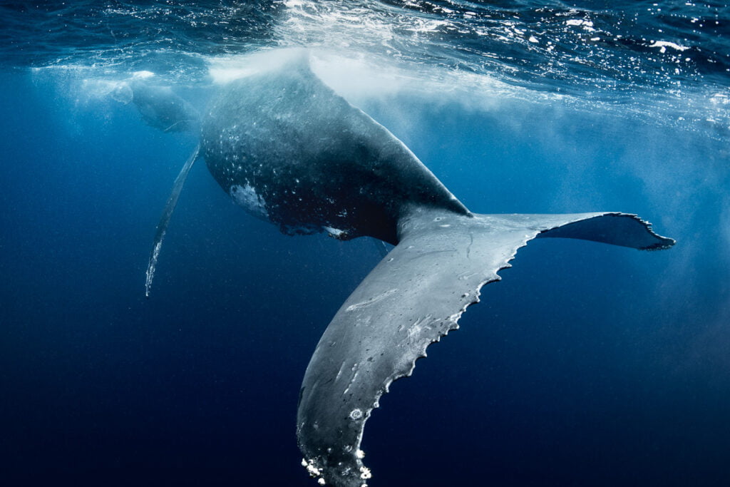 giant whale fluke tail underwater