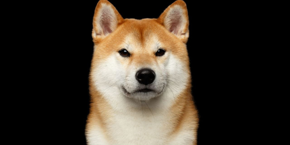 İşte Shiba Inu Hakkında Bilmeniz Gereken Çarpıcı Gerçekler!