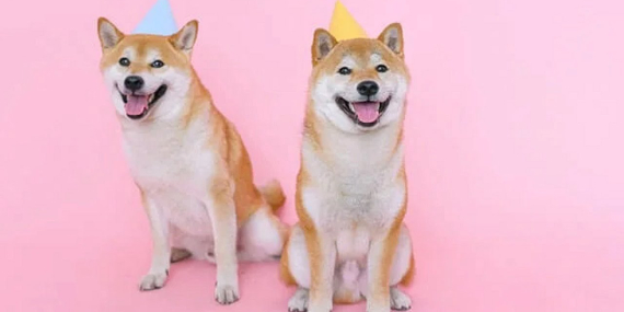 İşte Shiba Inu’nun Yeni Coinleri Hakkında Bilmeniz Gerekenler!