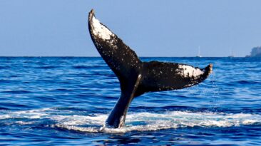 Balinalar Bu Altcoin'i Satıyor: O Rakamlar Bekleniyor!