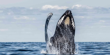 Balinalar Neden Bu altcoin projesinden Alıyor