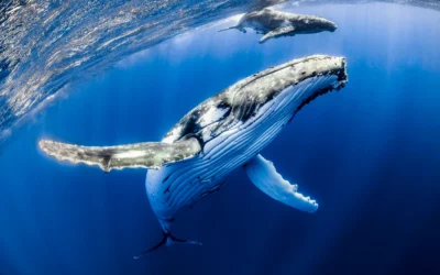 Gözleriniz Bu 2 Altcoin'de Olsun: Balinalar Bahis Yapıyor!