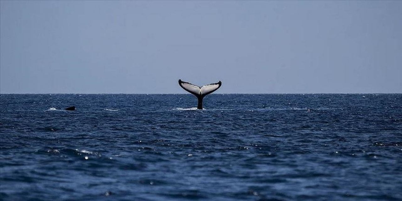 Balinalar Bu Altcoin'i Terk Ediyor! 'Çakılabilir'