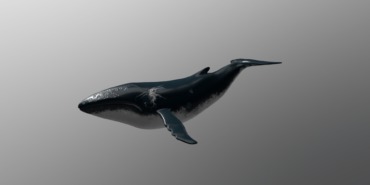Balinalar Üç Altcoin’i Stokluyor: Birini ise Satıyor!