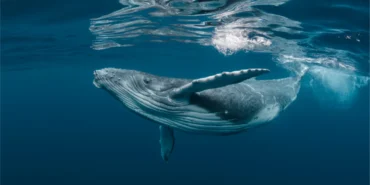 Ortaya Çıktı: Balinalar Gizlice Bu 3 Altcoin’i Biriktiriyor!