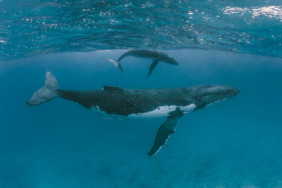 Balinalar, DEXE ve Bu 9 Altcoin’e Gözünü Dikti! İşte Liste