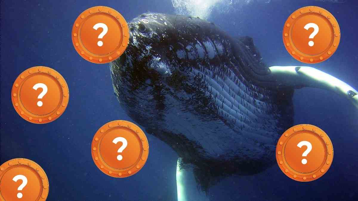 Balinalar Durmadan Bu Kripto Parayı Topluyor! Neyi Biliyorlar?